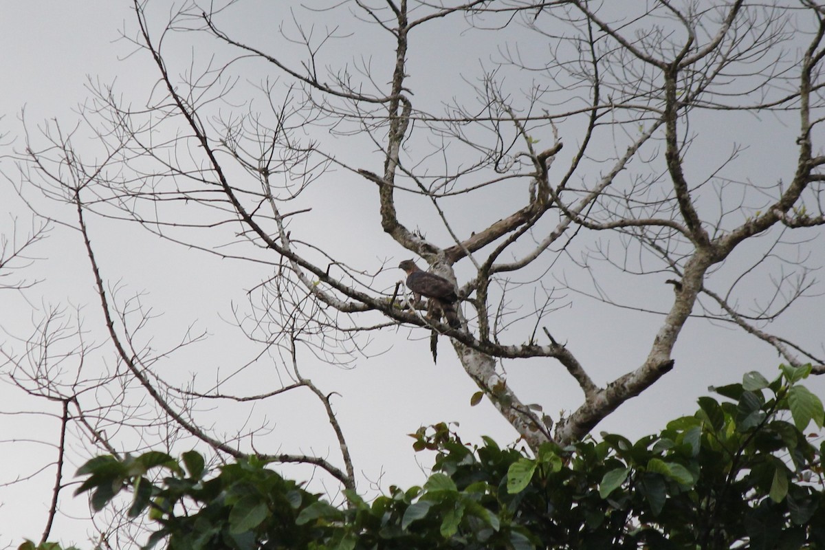 Wallace's Hawk-Eagle - ML106566061