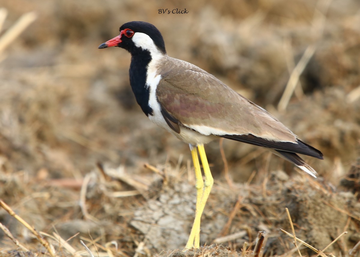 Red-wattled Lapwing - ML106566131