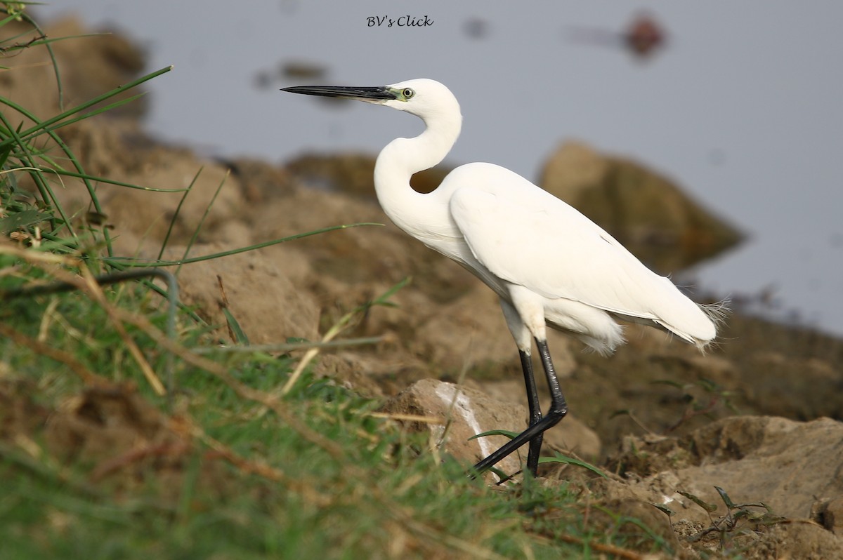 Little Egret - ML106566341