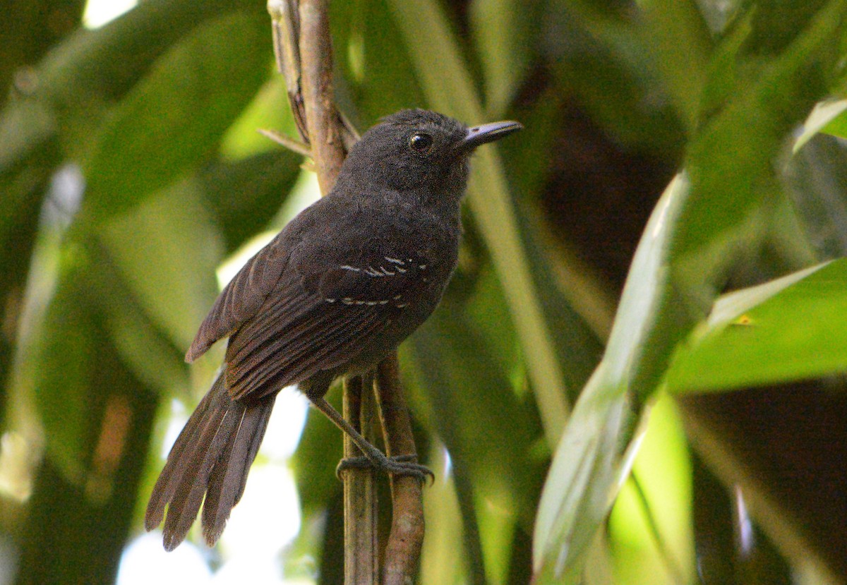 Dusky Antbird - ML106567401