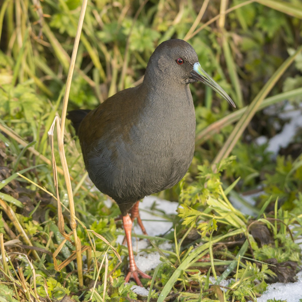 Plumbeous Rail - Jorge Vidal Melián