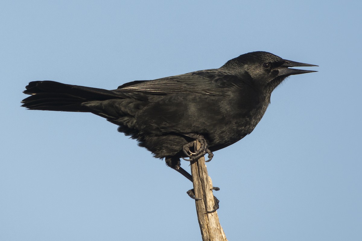 Austral Blackbird - Jorge Vidal Melián | Errática Birding