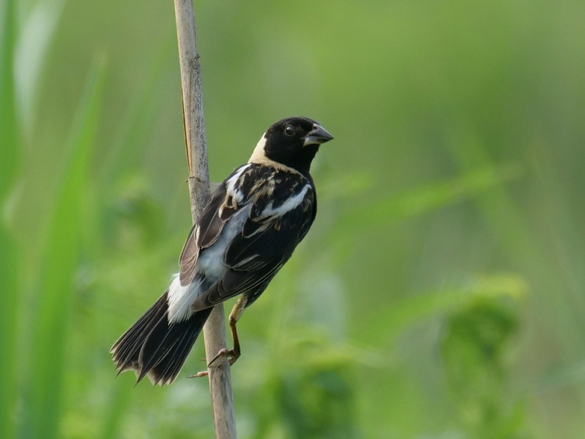 Bobolink - ML106570201