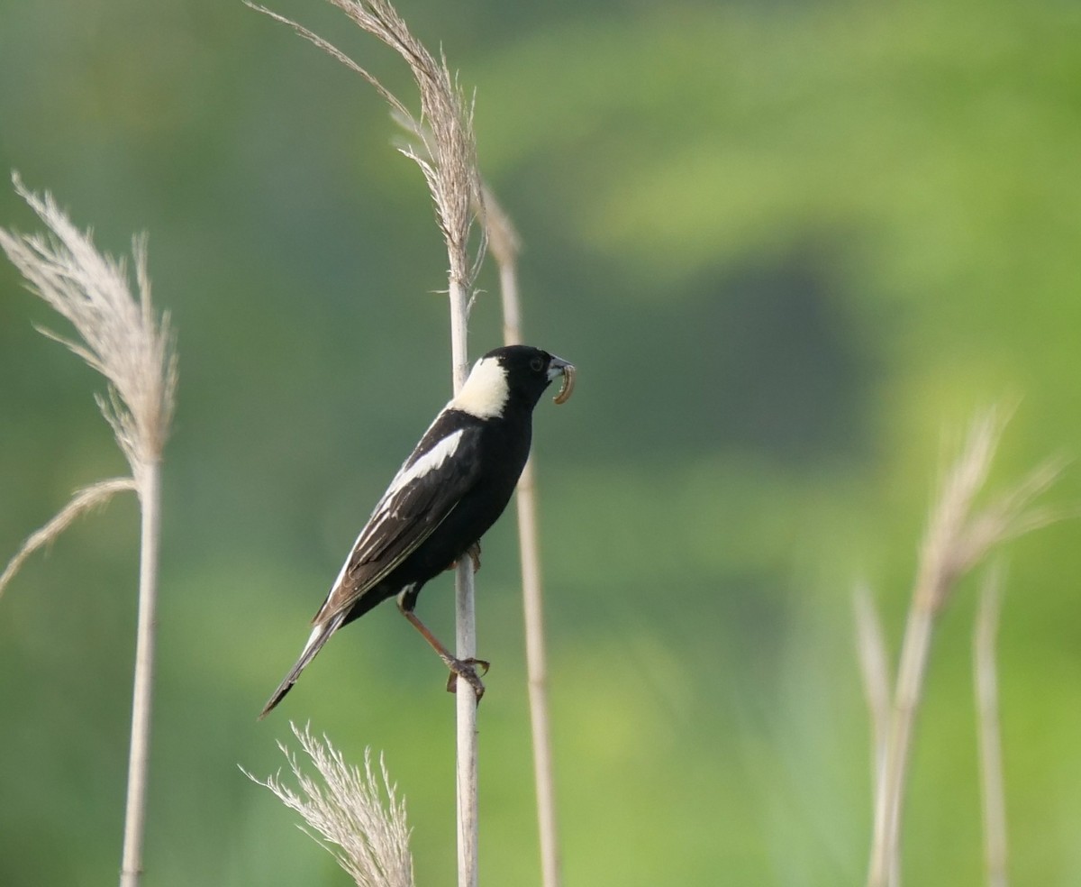 bobolink americký - ML106570231