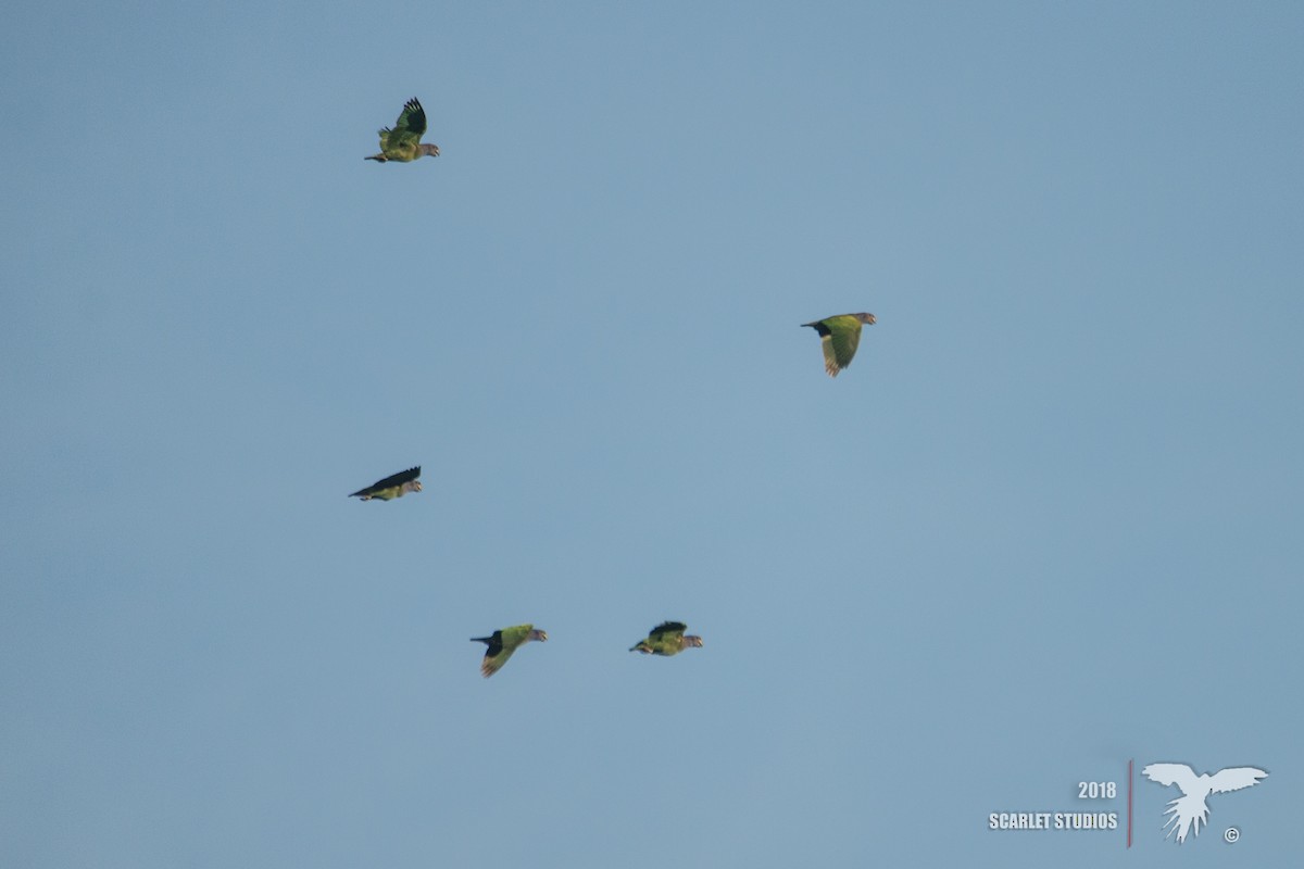 Blue-headed Parrot - Nico Lormand