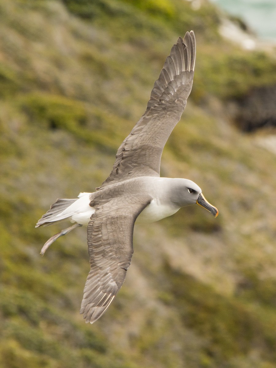 albatros šedohlavý - ML106571131