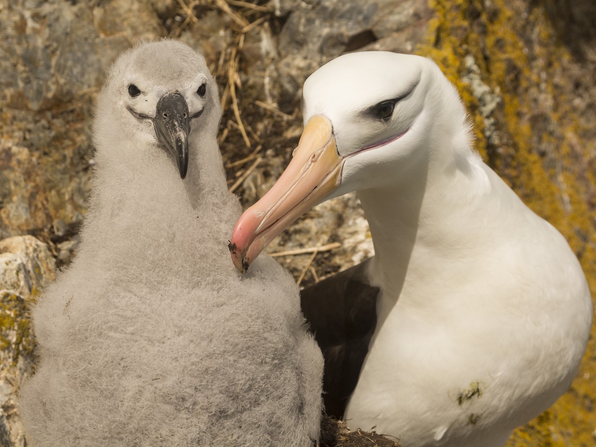 albatros černobrvý - ML106571271