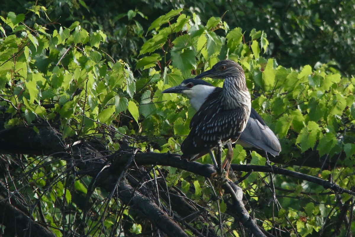 Black-crowned Night Heron - Benjamin Hack