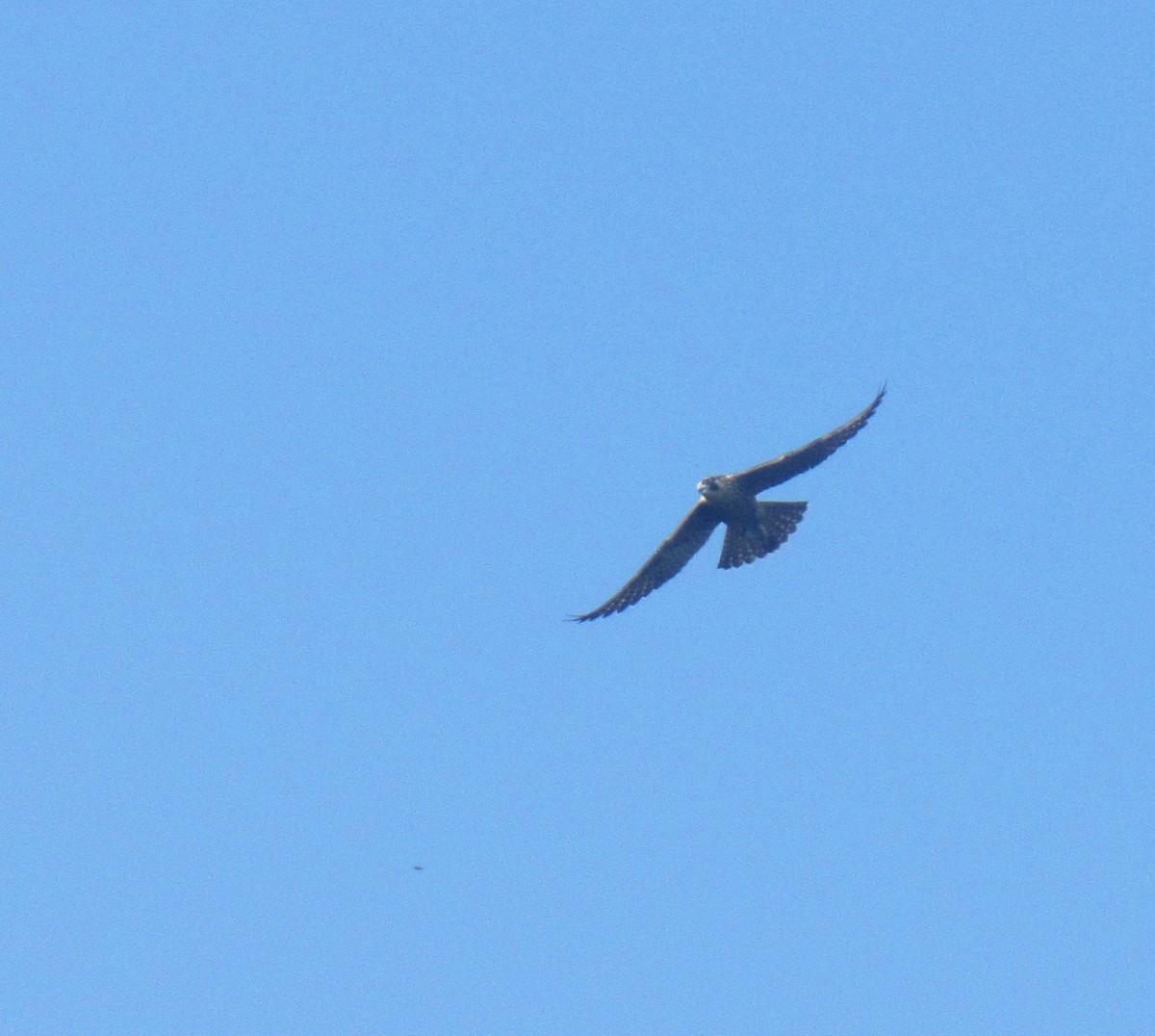 Peregrine Falcon - ML106573581