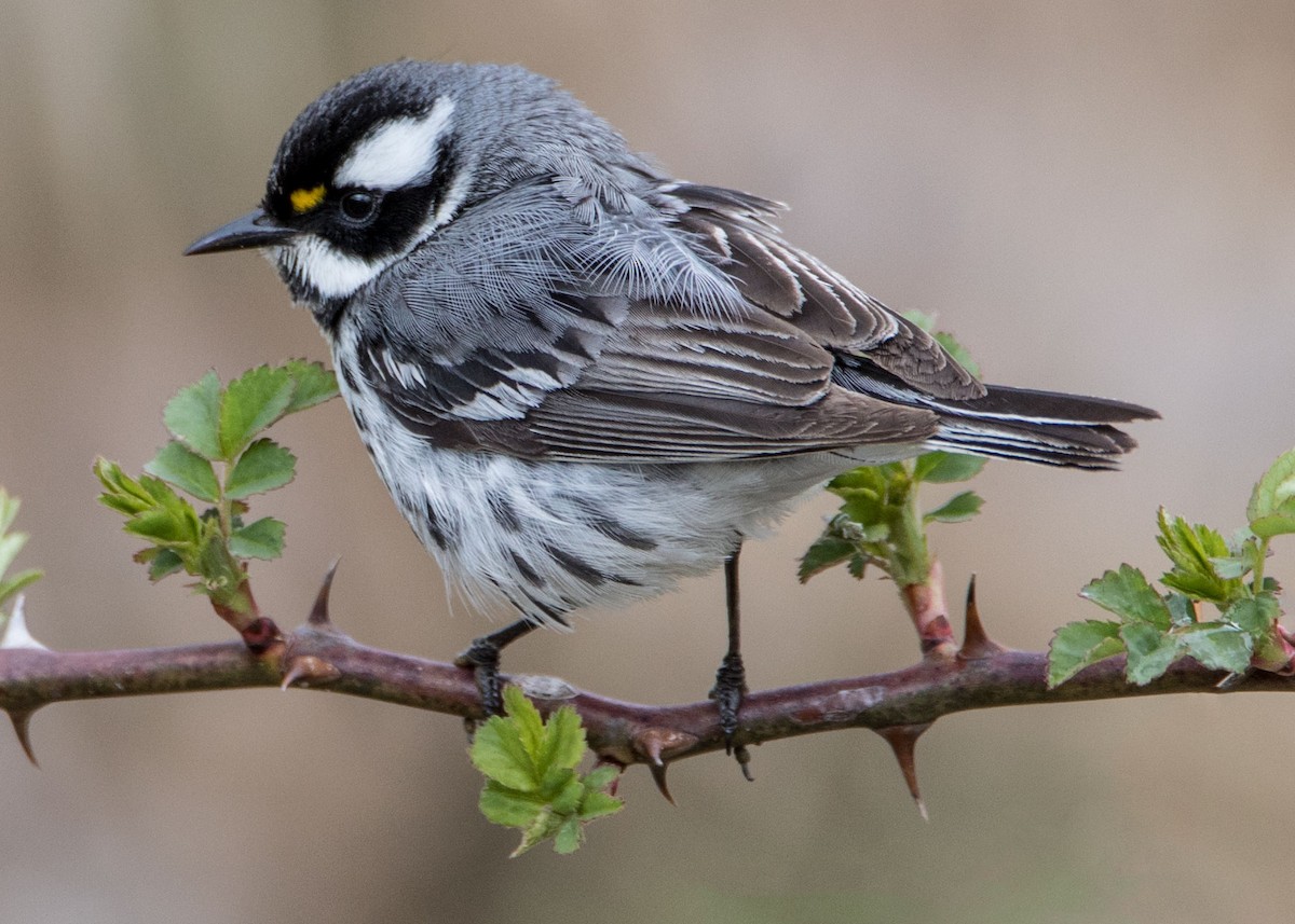 Black-throated Gray Warbler - Daniel Hazard