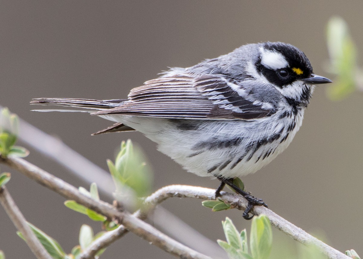 Black-throated Gray Warbler - ML106575071