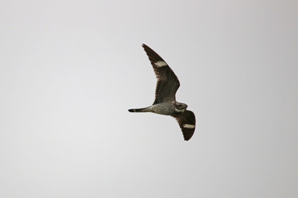 Common Nighthawk - ML106577871
