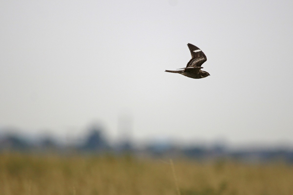 Common Nighthawk - ML106577881
