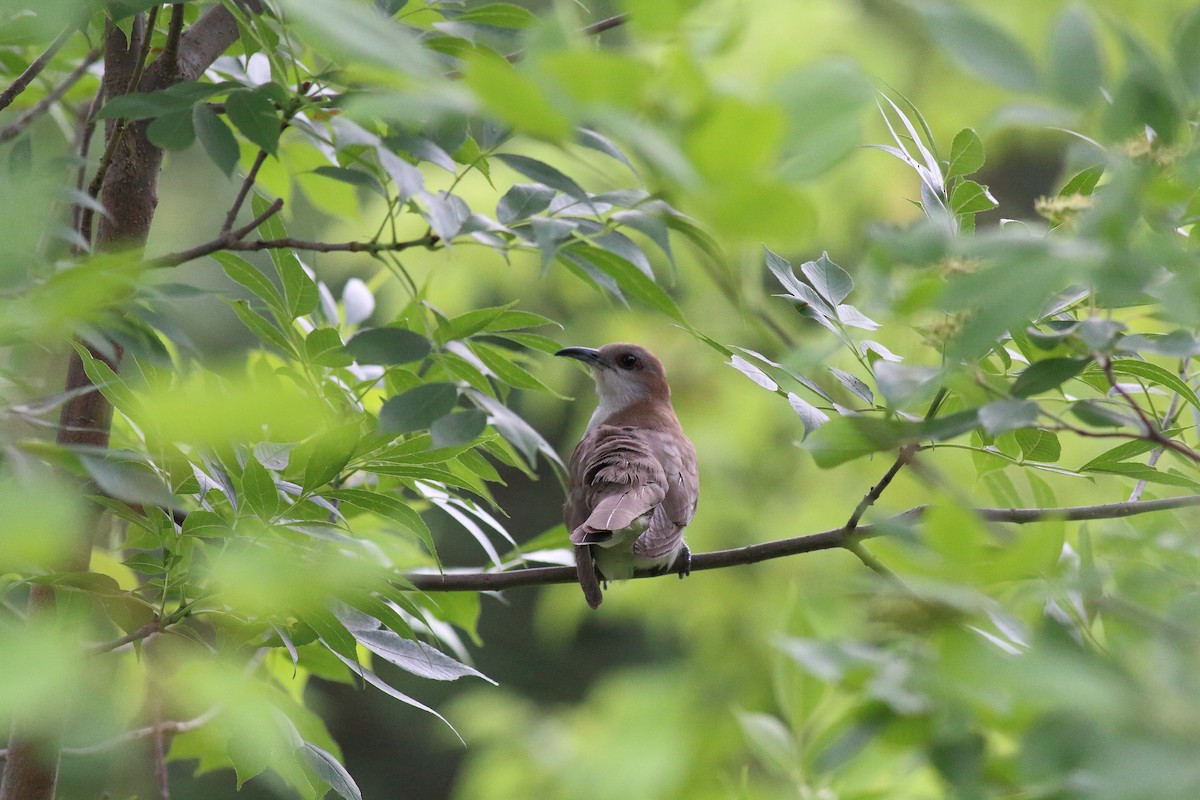 kukačka černozobá - ML106578501