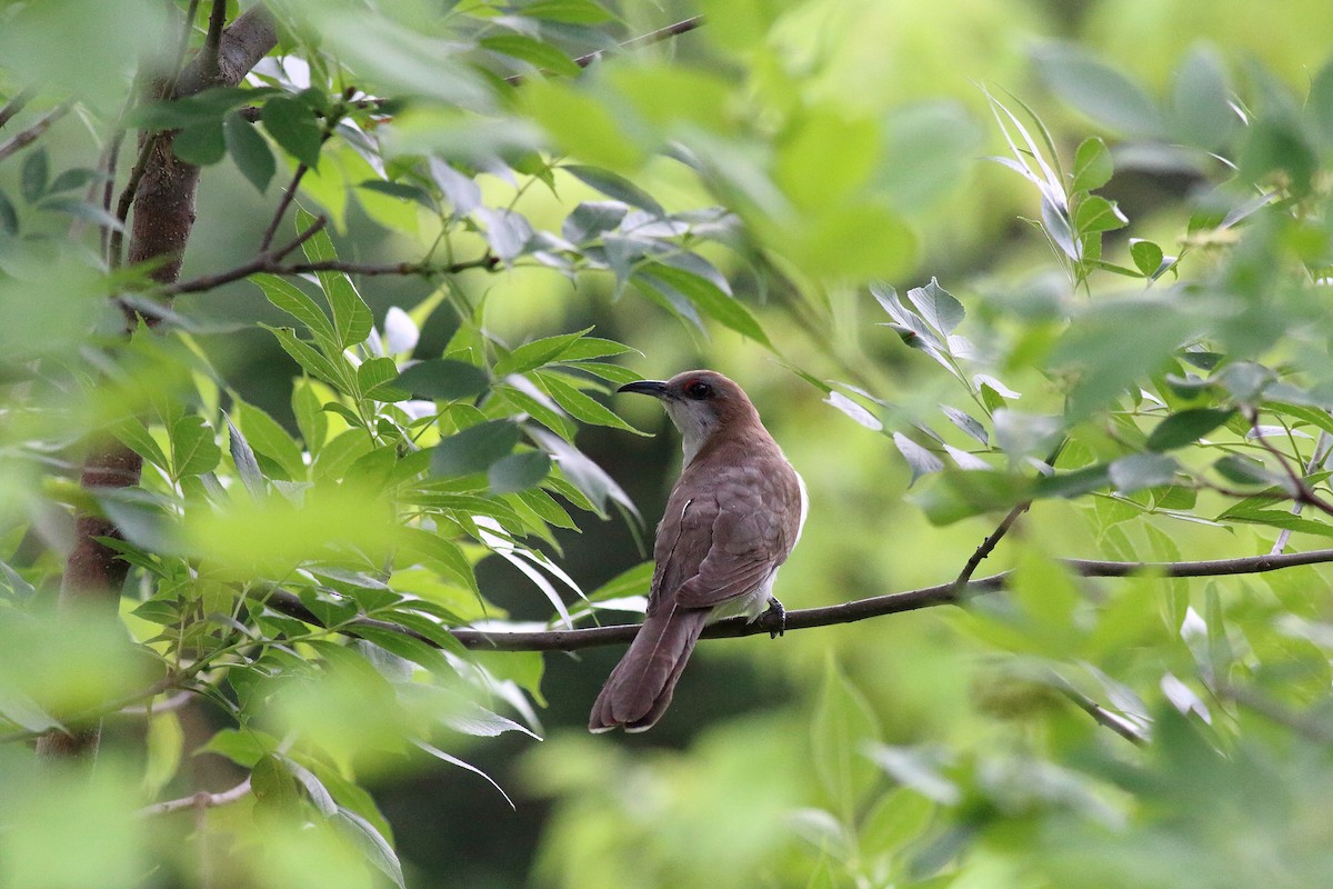 kukačka černozobá - ML106578541