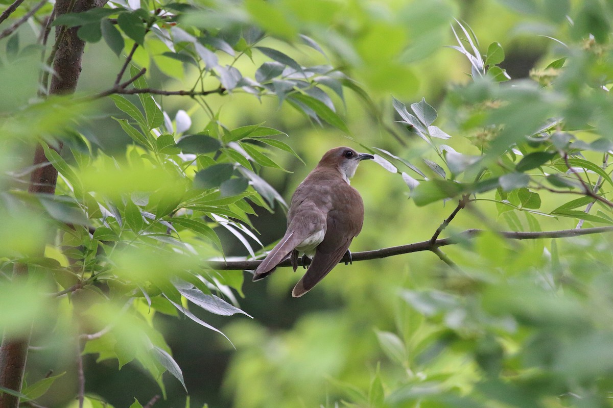 kukačka černozobá - ML106578561