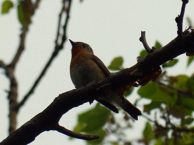 Mugimaki Flycatcher - ML106578811