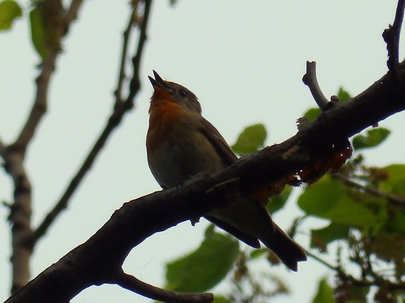 Mugimaki Flycatcher - ML106578831