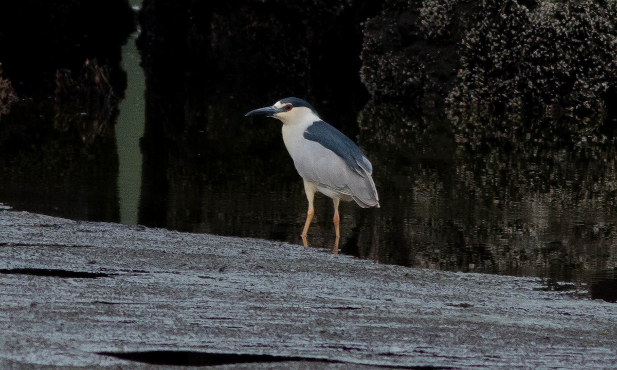 Black-crowned Night Heron - ML106578851