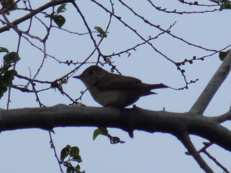Asian Brown Flycatcher - ML106578891