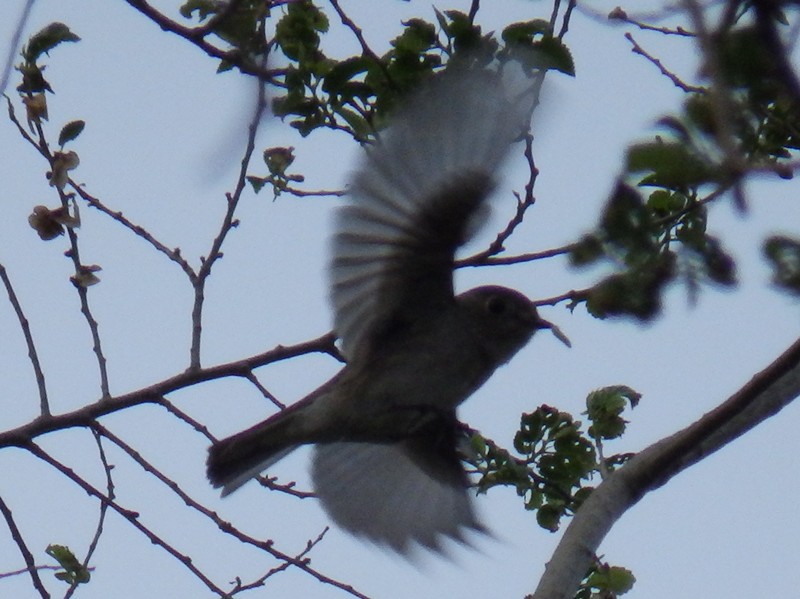 Asian Brown Flycatcher - ML106578901