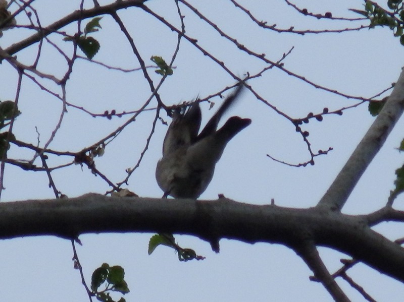 Asian Brown Flycatcher - ML106578911