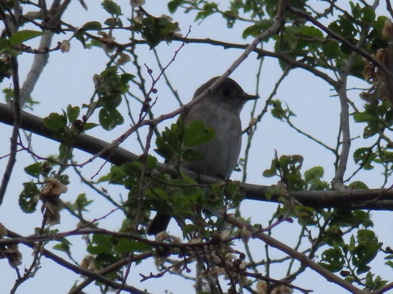 Asian Brown Flycatcher - ML106578921