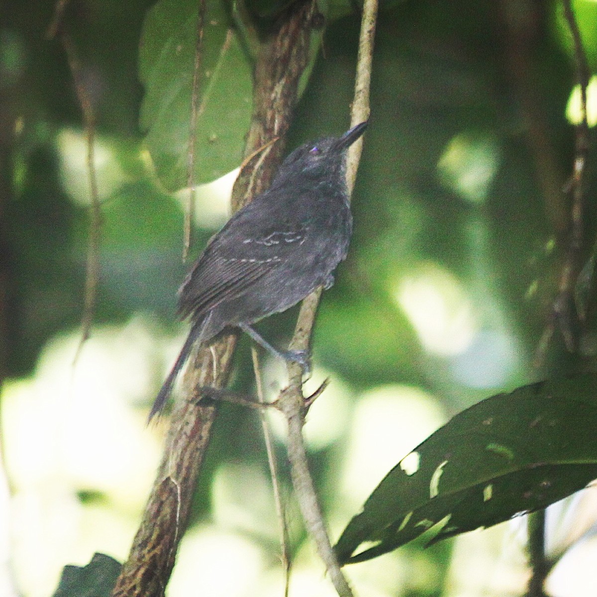 Dusky Antbird - ML106578981