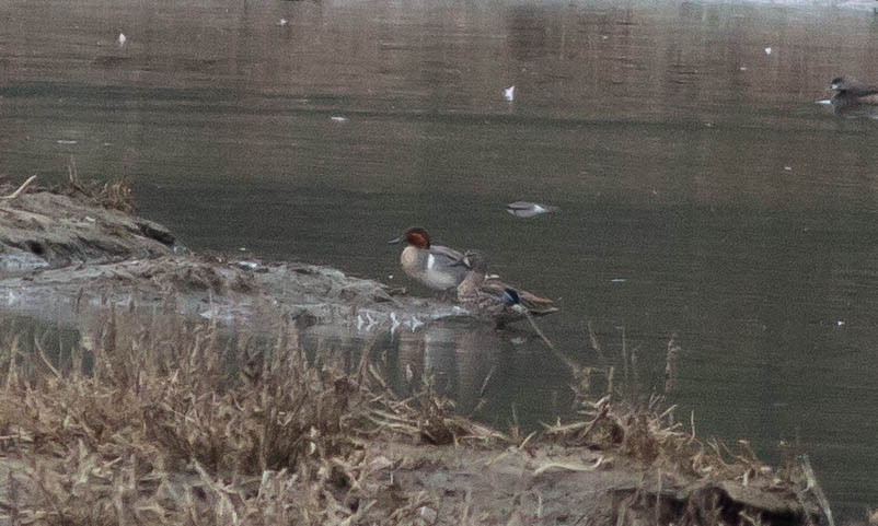 Blue-winged Teal - Paul Fenwick