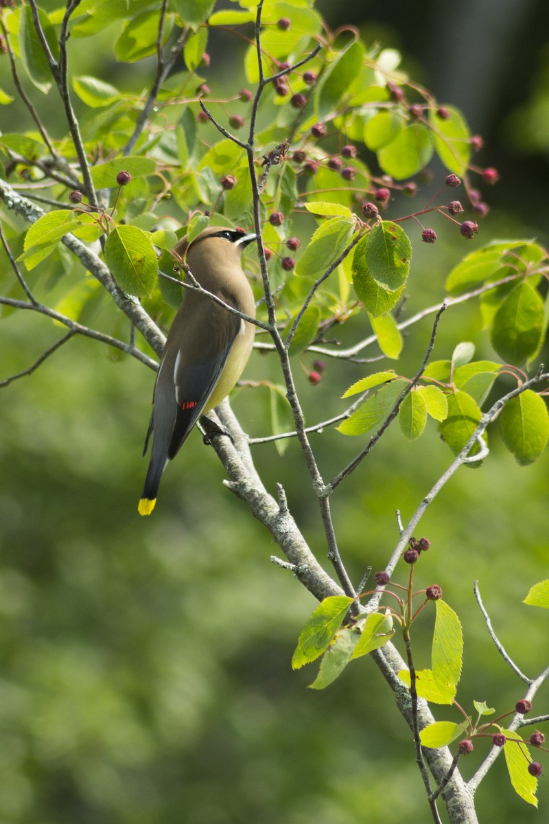 Cedar Waxwing - ML106579281