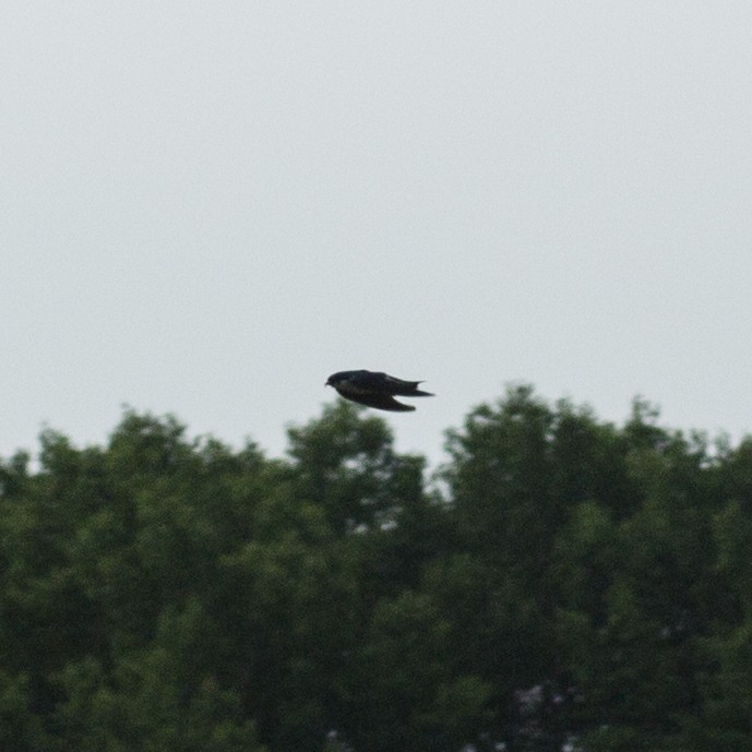 Tree Swallow - ML106579391