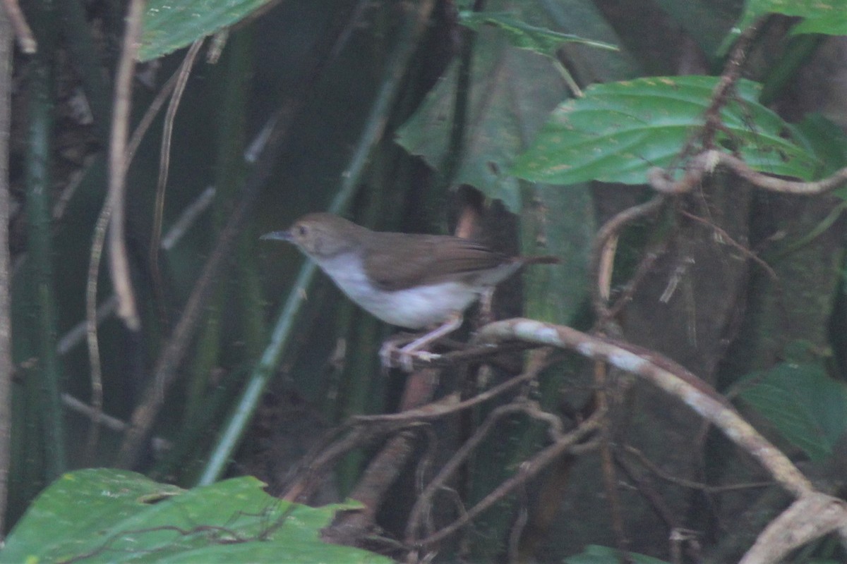 White-chested Babbler - ML106579541