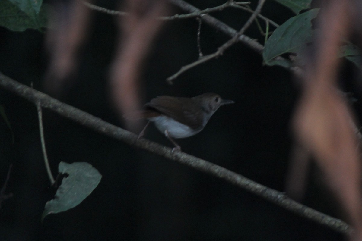 White-chested Babbler - ML106579561