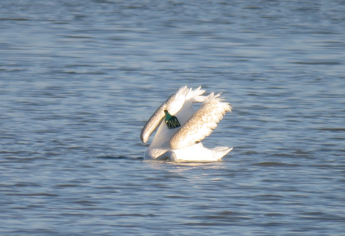 American White Pelican - ML106581361