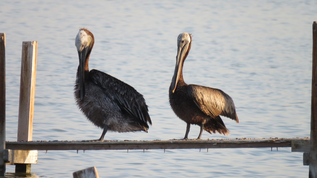 Brown Pelican - ML106581391