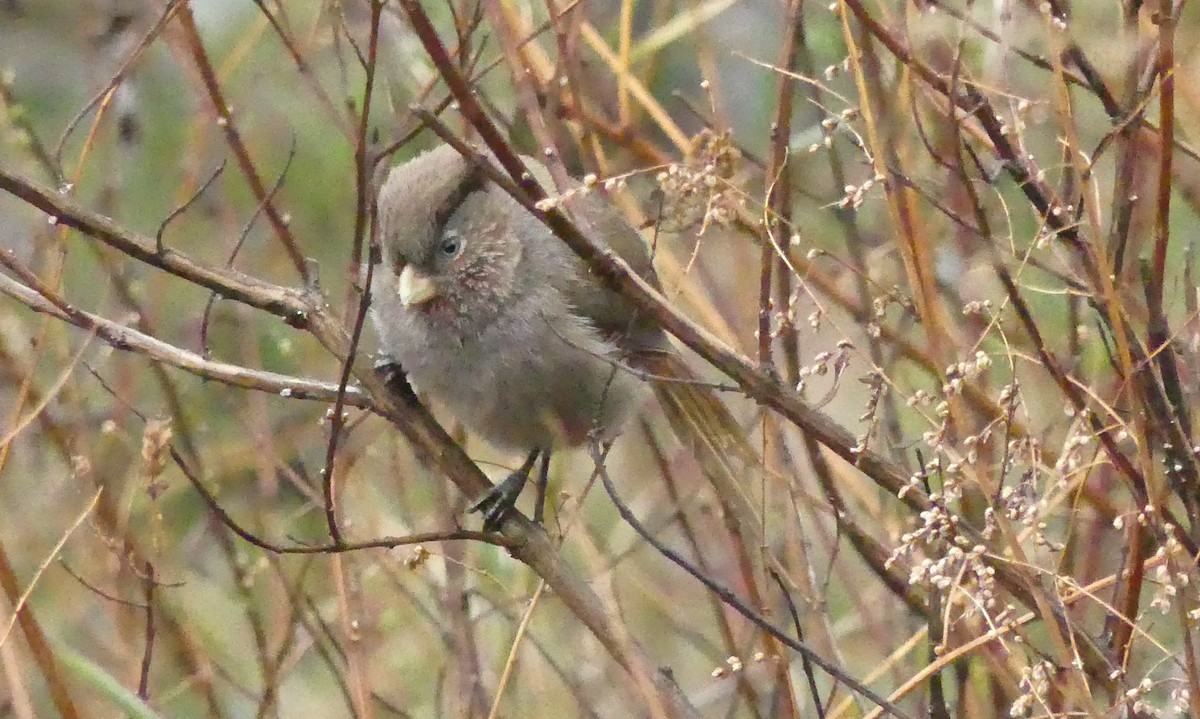 Brown Parrotbill - ML106581821