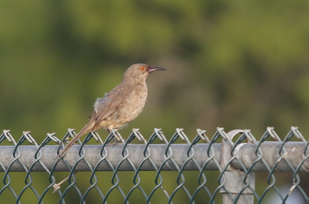 Curve-billed Thrasher - ML106582241