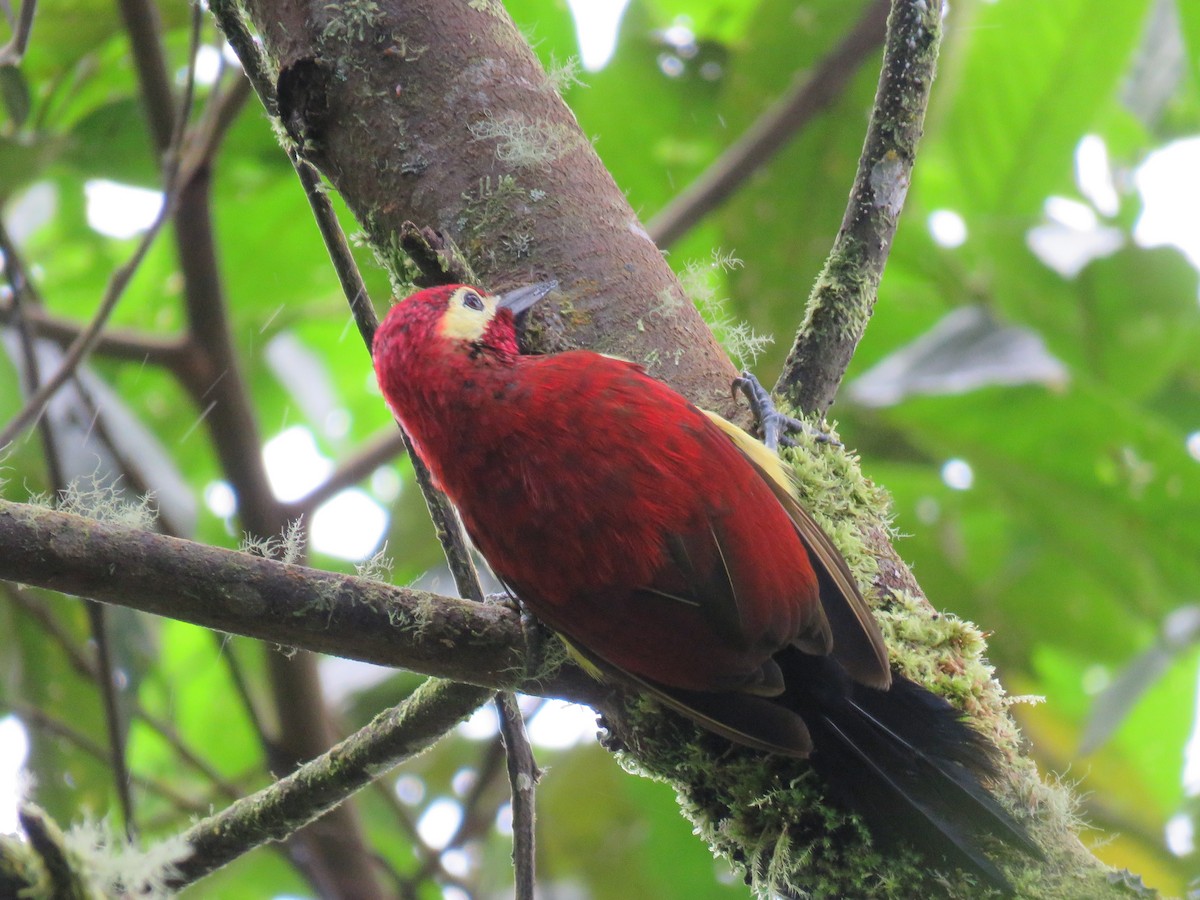 Crimson-mantled Woodpecker - ML106582761