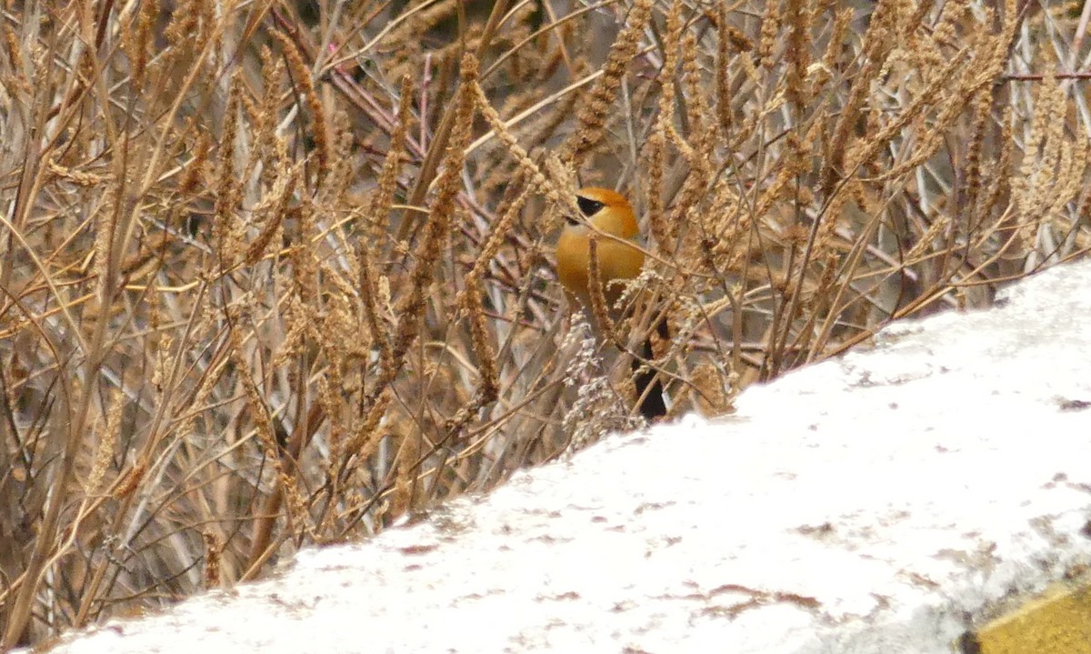 Red-headed Bullfinch - ML106583481