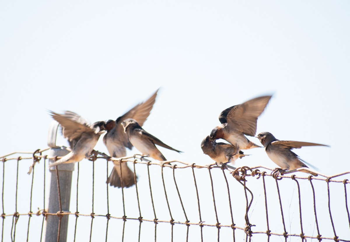 Cliff Swallow - ML106586071