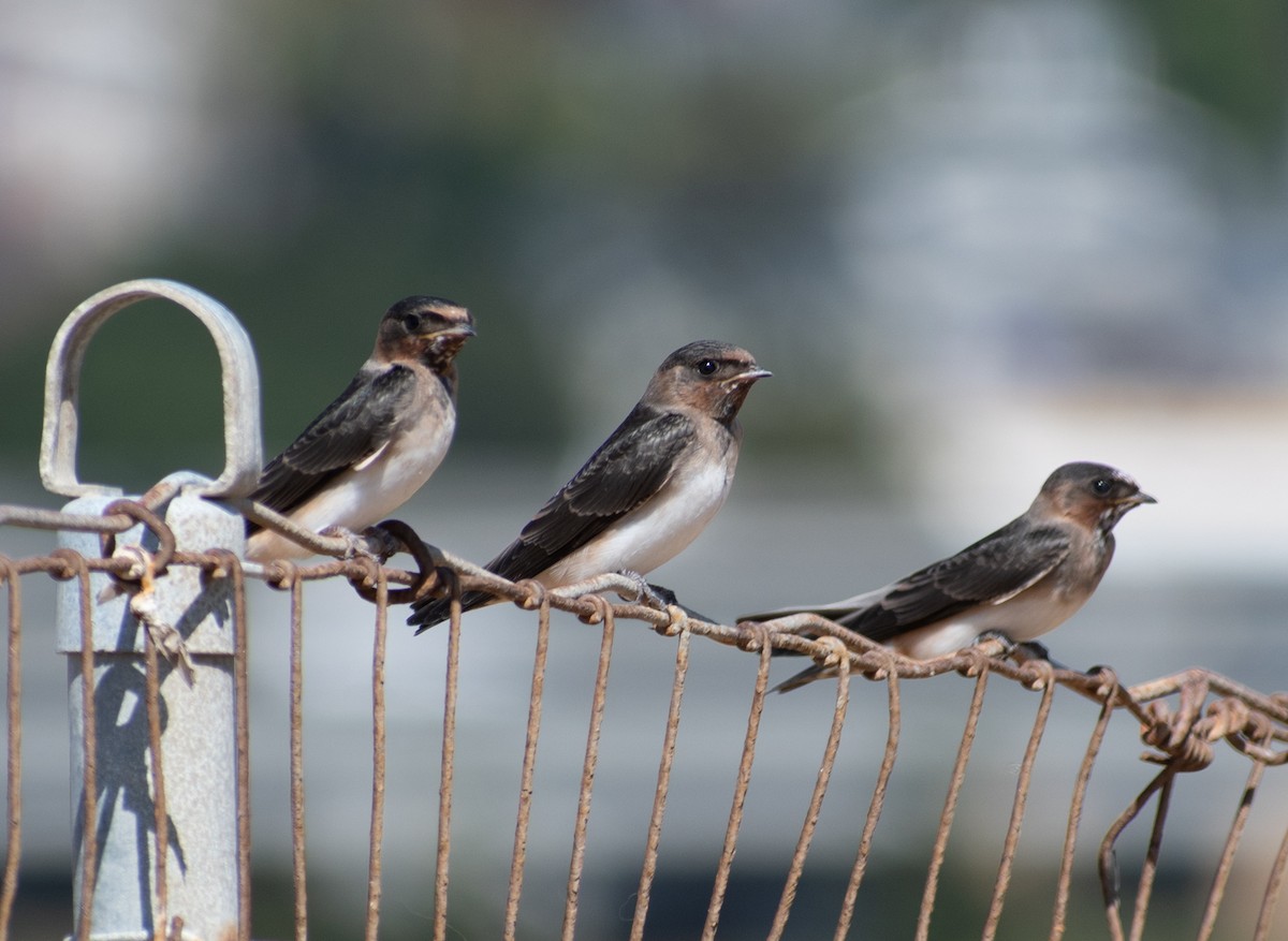 Cliff Swallow - ML106586081