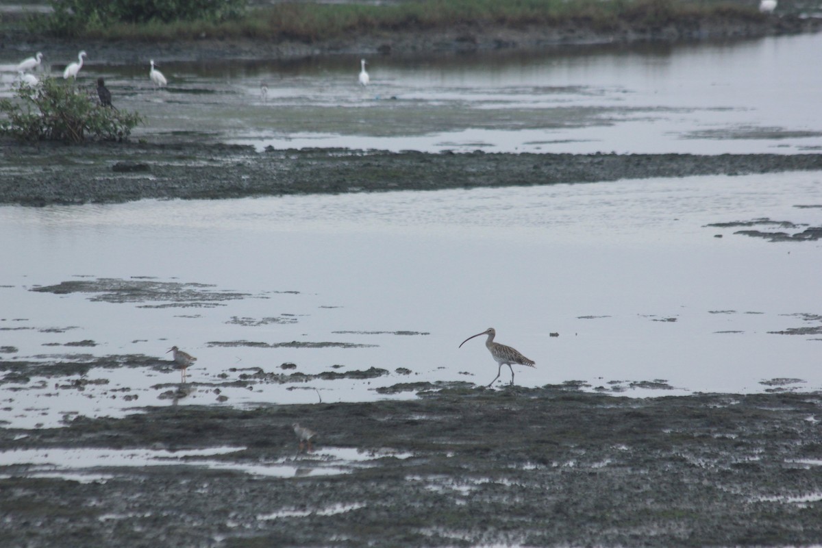 Eurasian Curlew - ML106587661