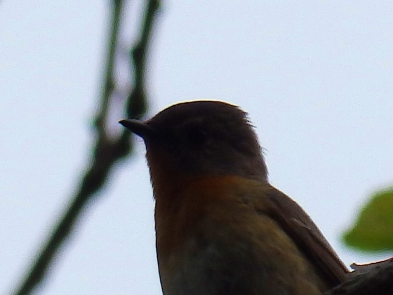 Mugimaki Flycatcher - ML106588491