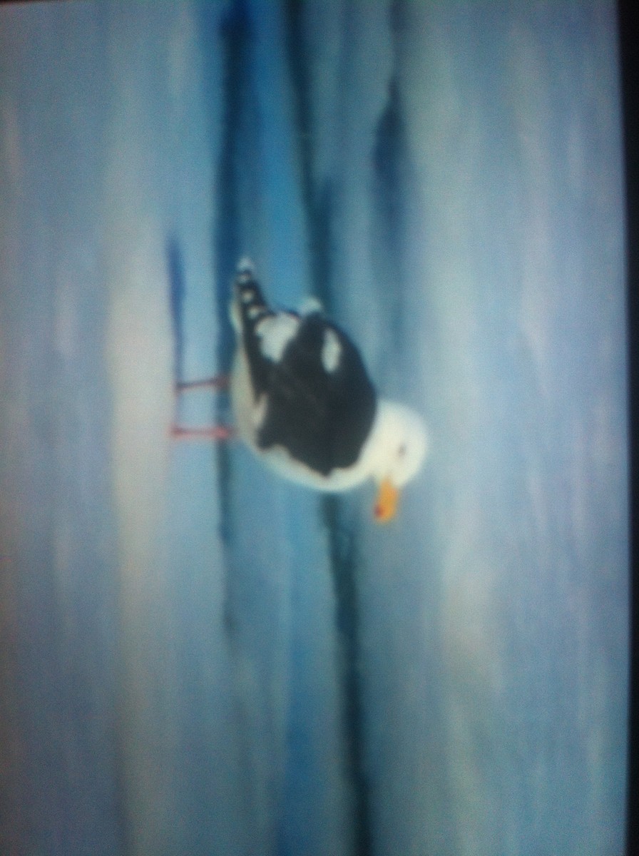 Slaty-backed Gull - ML106589741