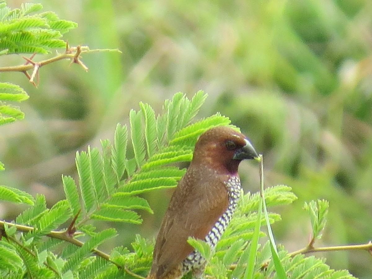 Scaly-breasted Munia - Manjunath R S