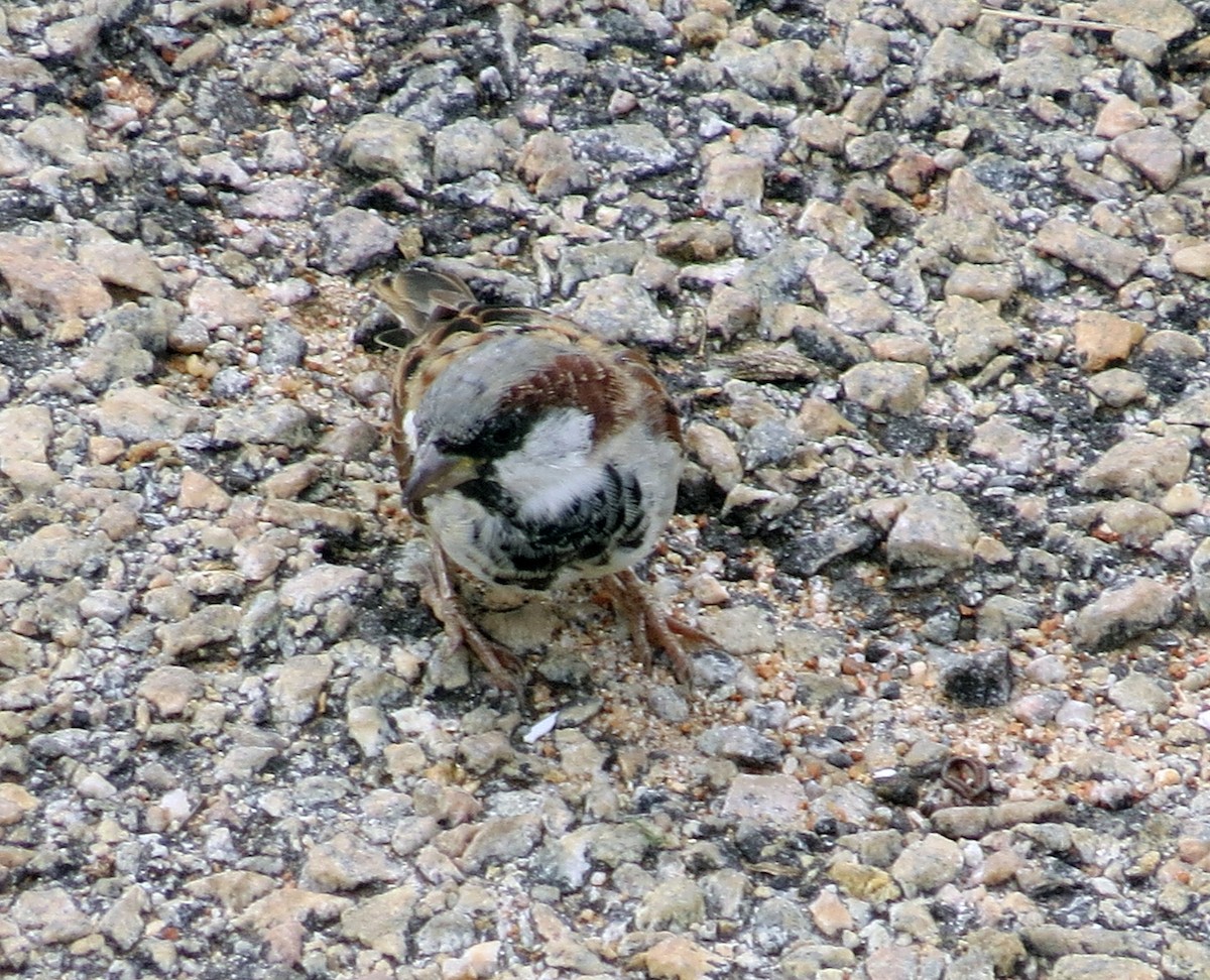 House Sparrow - Manjunath R S