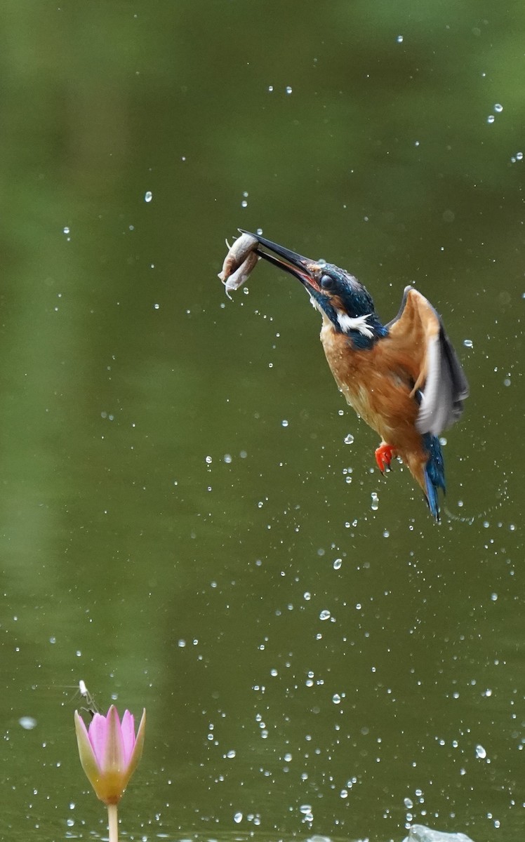 Martin-pêcheur d'Europe - ML106592341