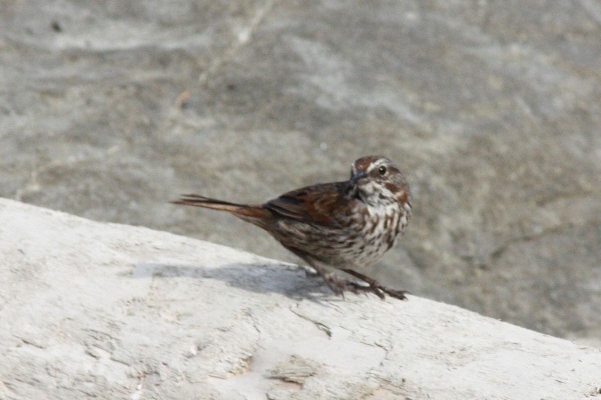 Song Sparrow - ML106592731