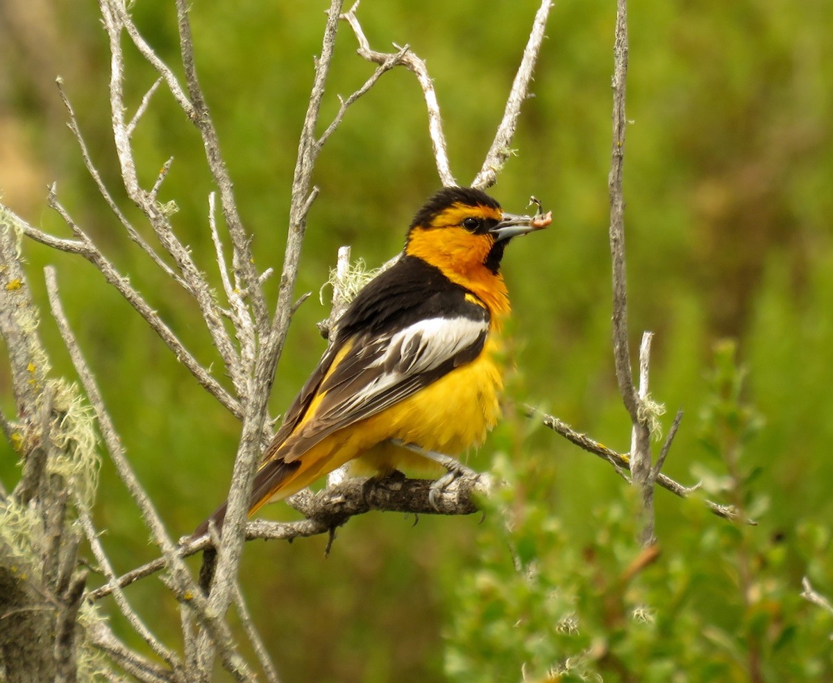 Bullock's Oriole - ML106592971