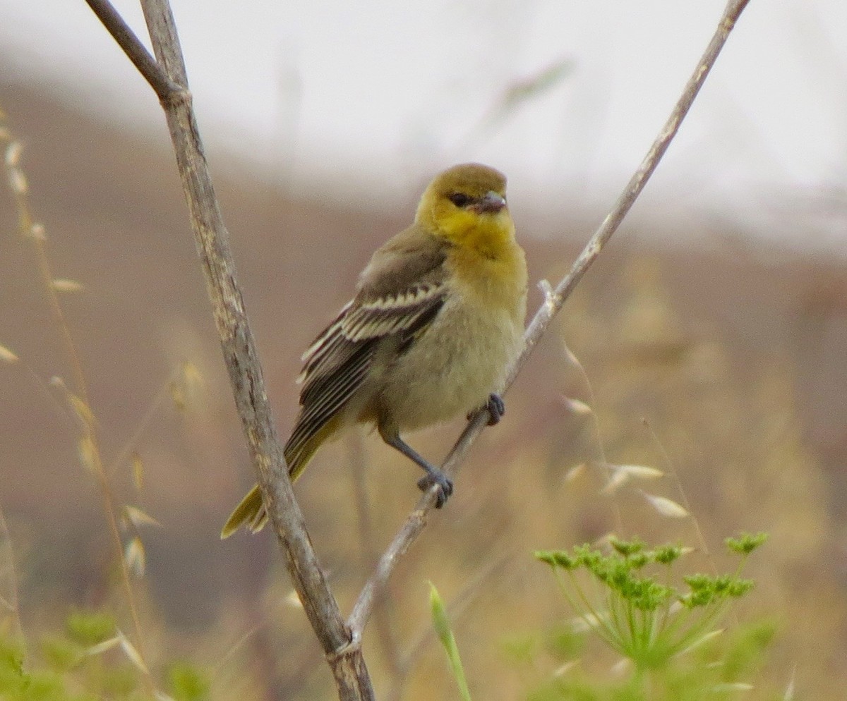 Bullock's Oriole - Petra Clayton